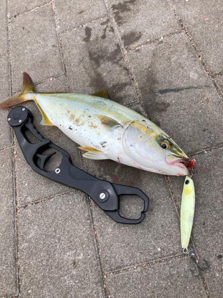 ツバス33cm。。。