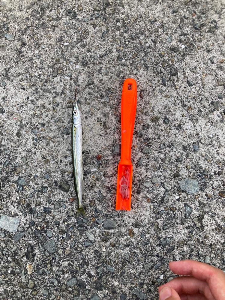 サヨリ釣りin西宮ケーソン