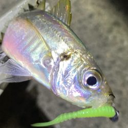 小アジ入れ食い