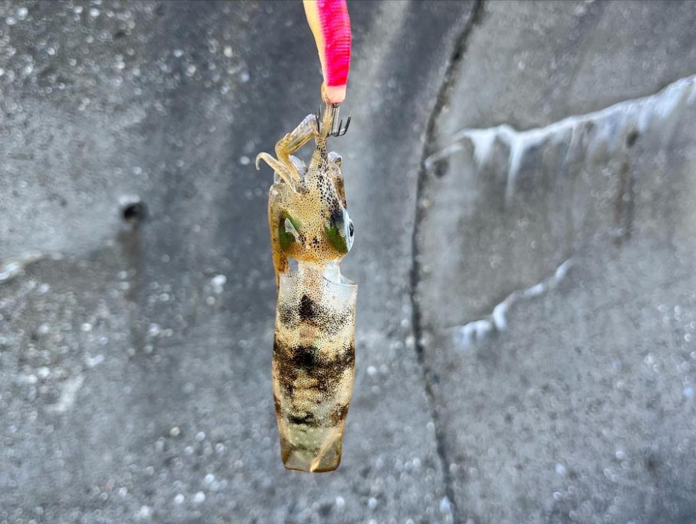 大阪湾ショアジギング