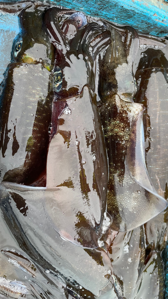 だいぶ型大きくなってます