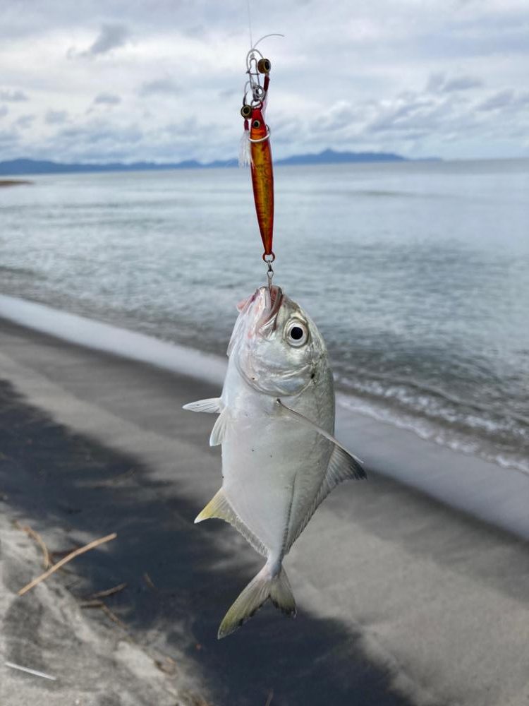 キビシートップチニング
