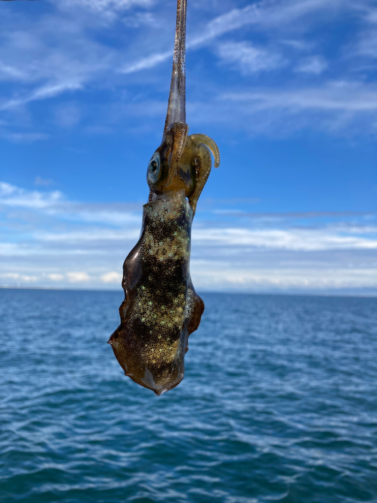 アオリのちタチ