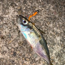 アジング①