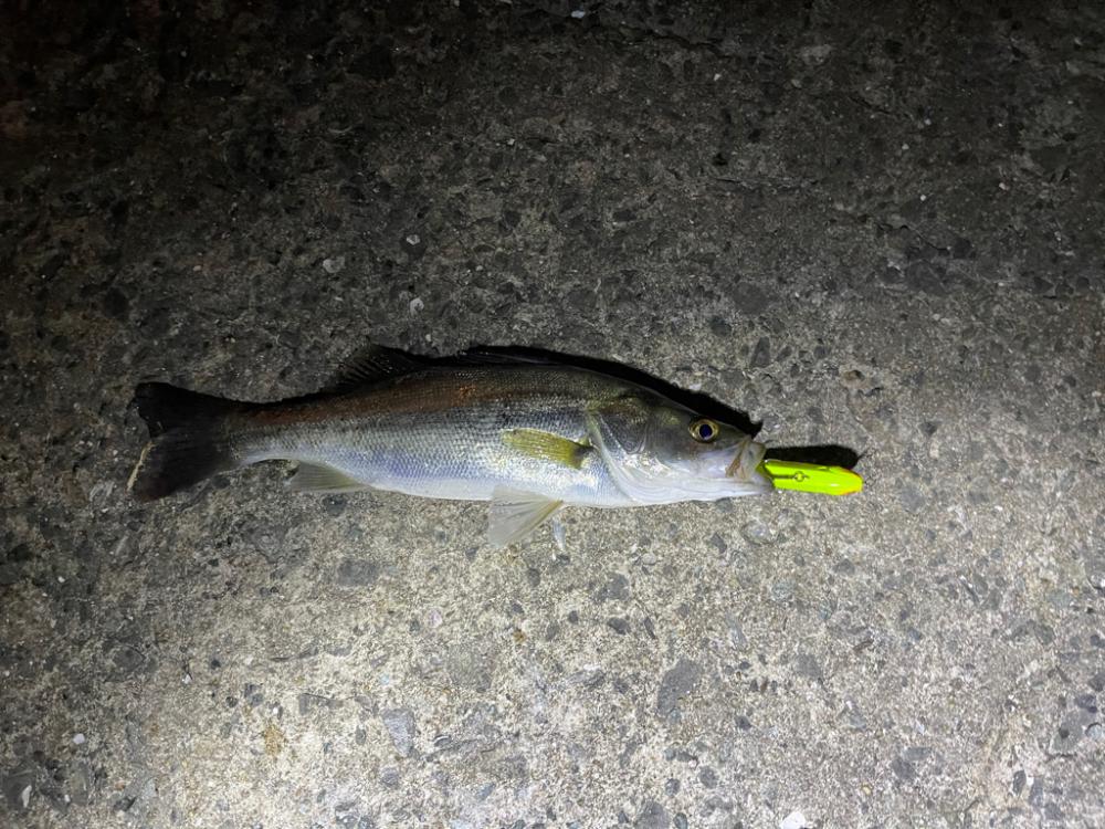 今日はハッピーデイ!