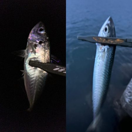 マズメチャレンジ