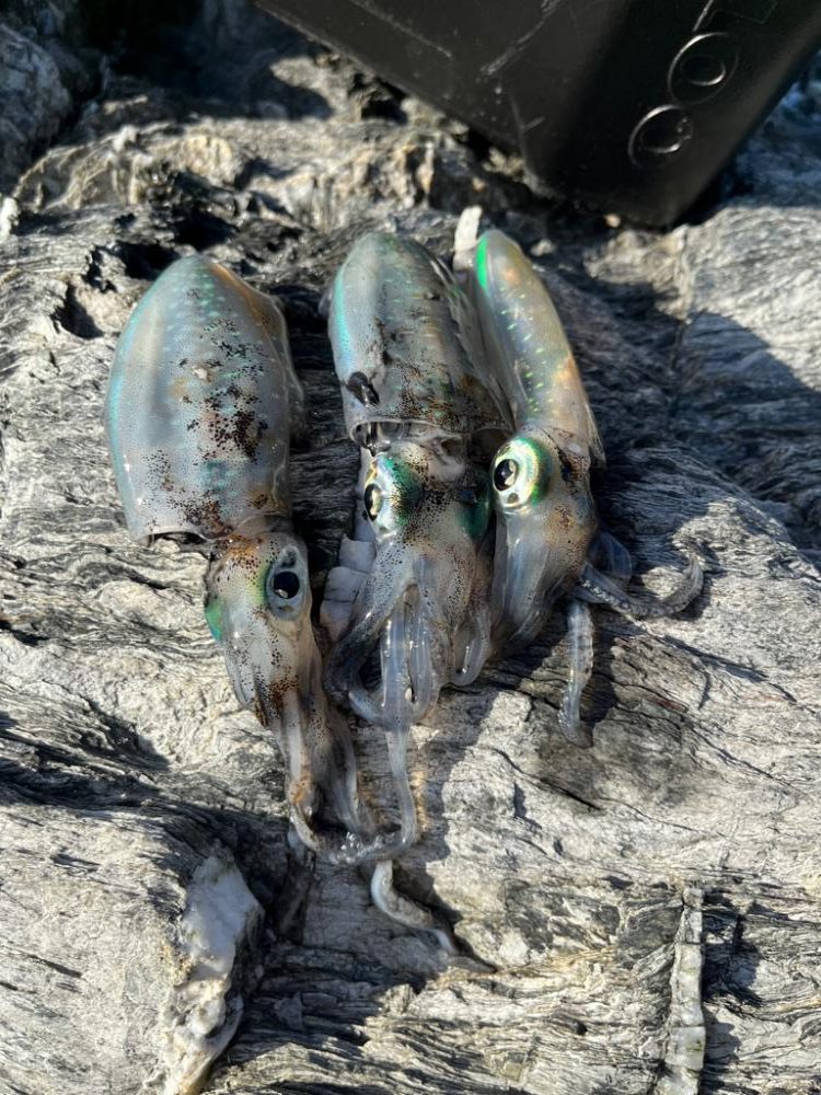 エギングスタート❗️