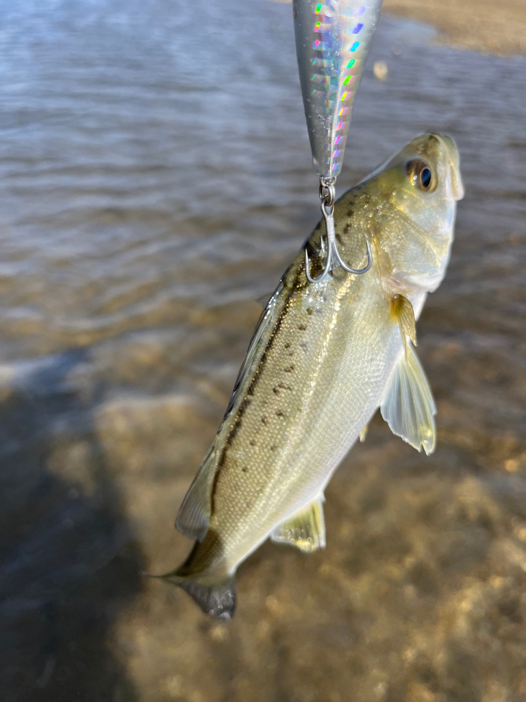 君も立派なフィッシュイーター。