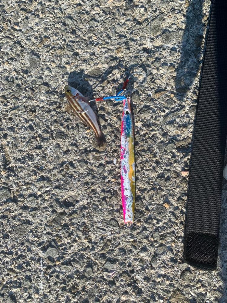 数日前はよかったらしいがなんとかのシオ