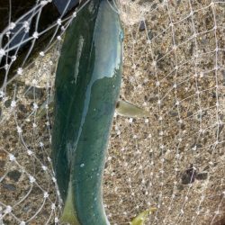 ジグよりもバイブ系の方がいいかもにゃ？