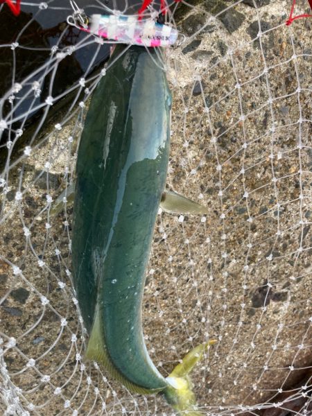 ジグよりもバイブ系の方がいいかもにゃ？