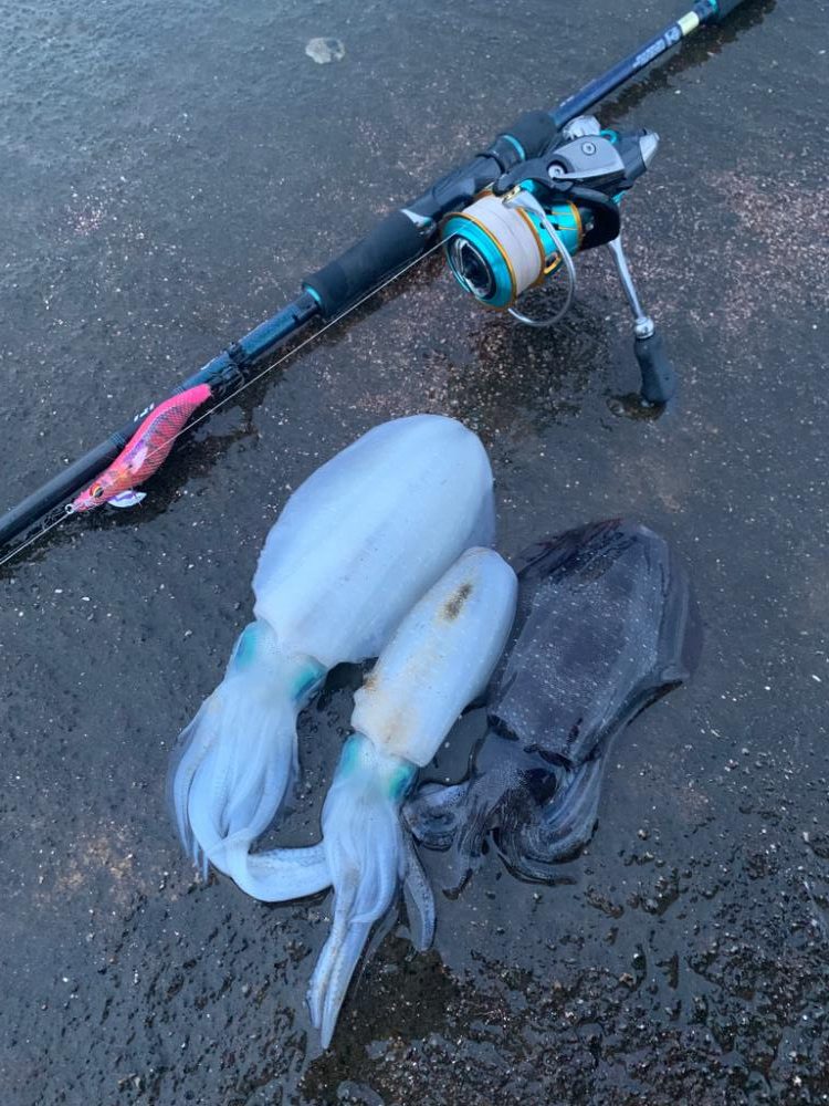 毎日通えば報われる日も…あった！！初物にしてはいいサイズすぎるアオリイカ