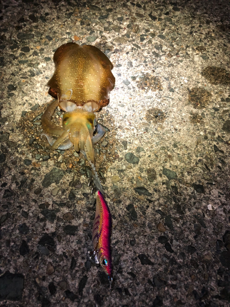 【秋イカ好調】京丹後〜伊根湾②