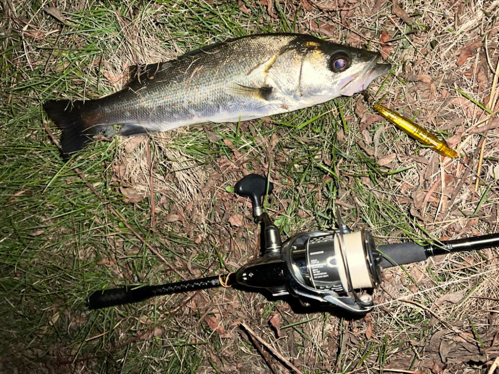 ラザミン90ででた