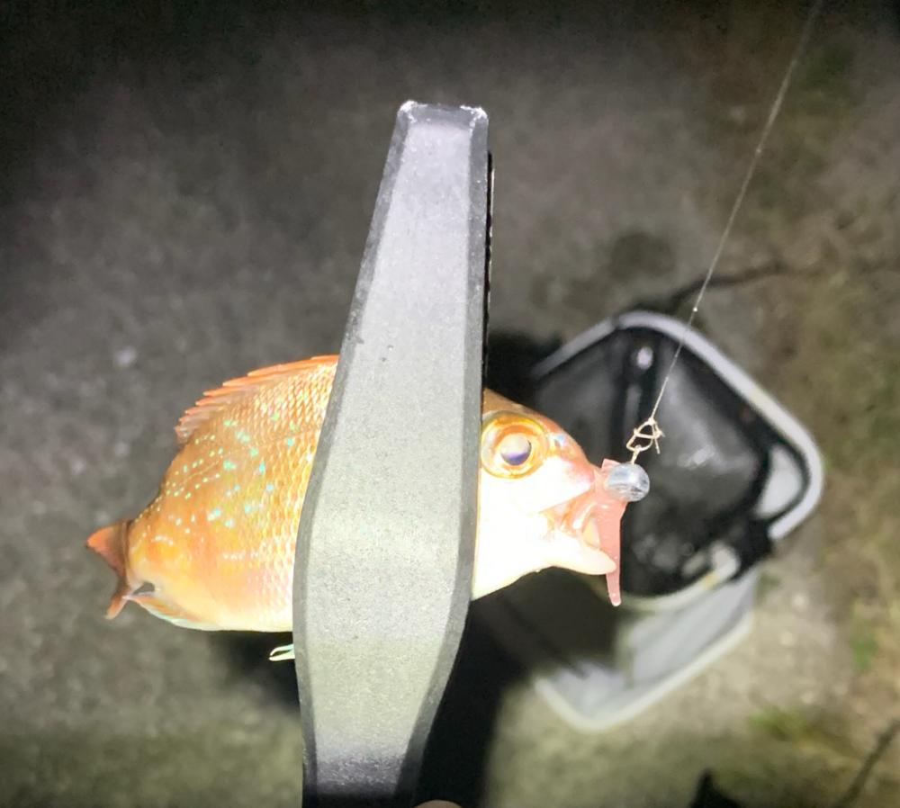 世にも奇妙なアジング