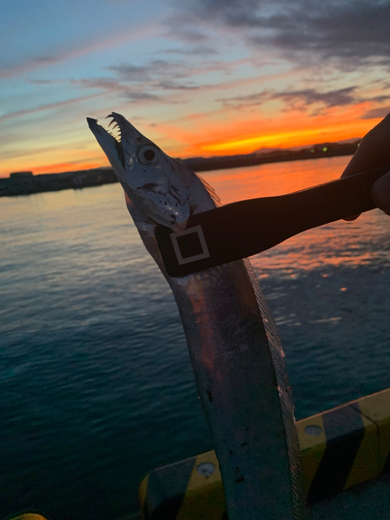 今年陸っぱりからの初タチウオ！