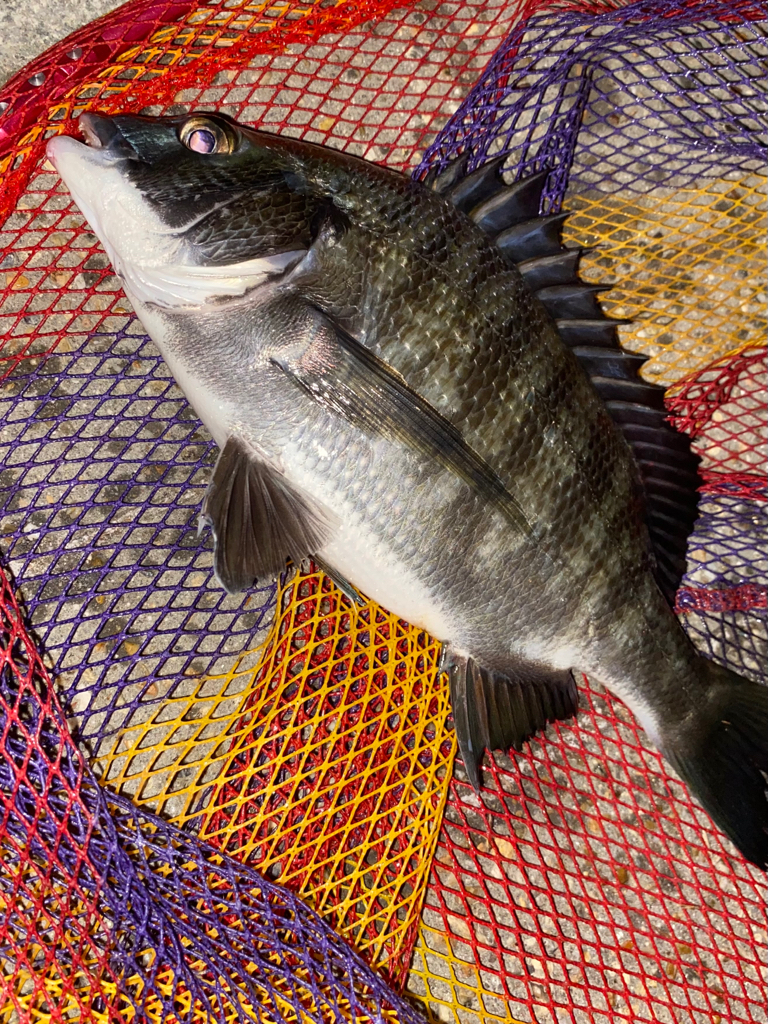 ヘチってきました