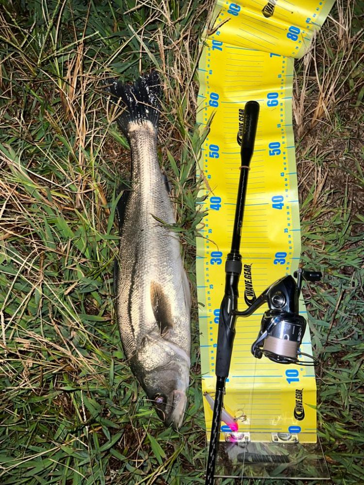 バイブレーションの釣り