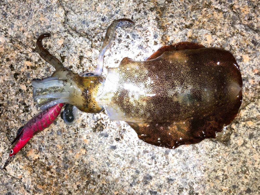 神明エギング好調です