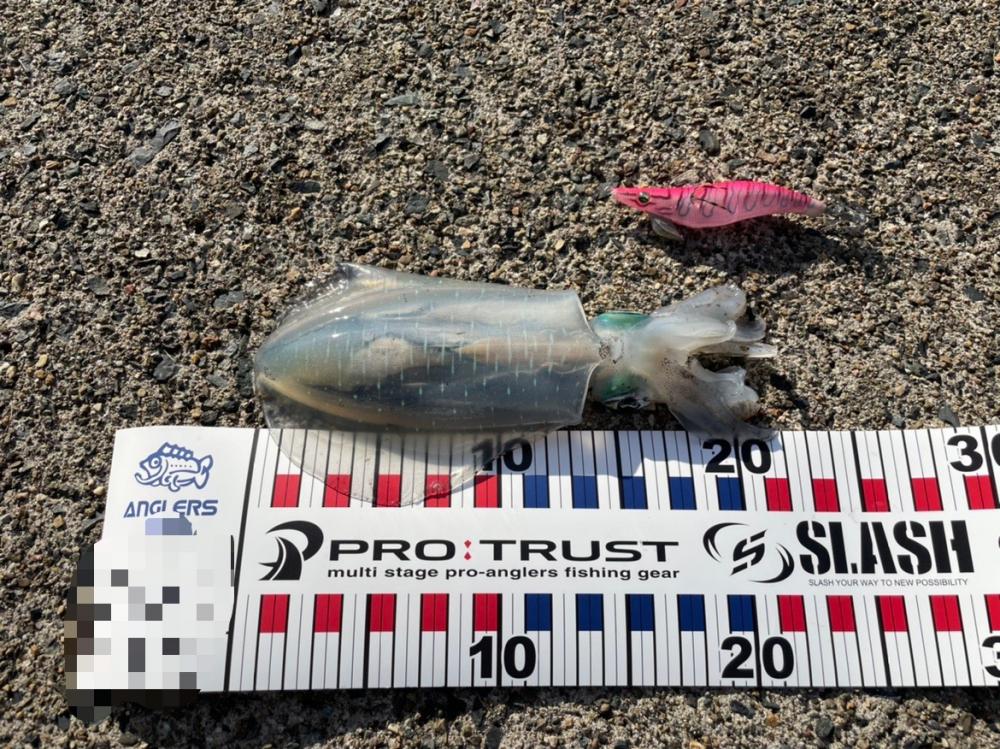 短時間エギング