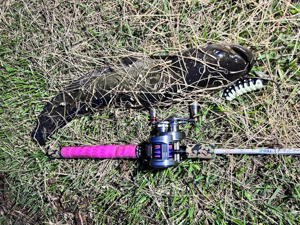 またまたナマズ！！