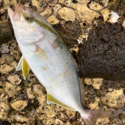 カンパチ（ネリゴ）、ハガツオ