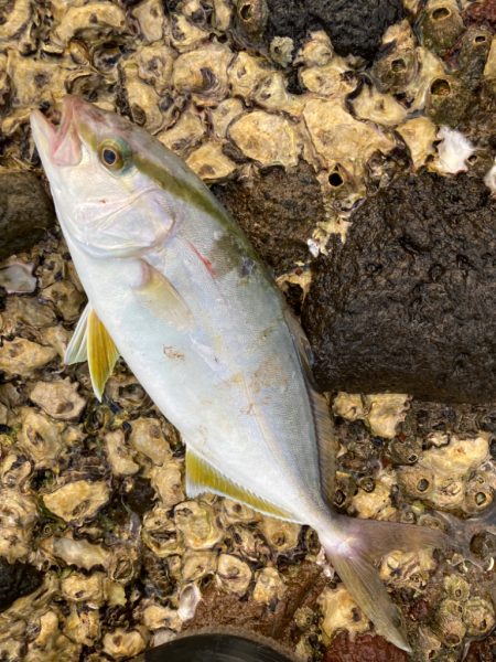 カンパチ（ネリゴ）、ハガツオ