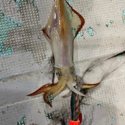 ナイトティップラン