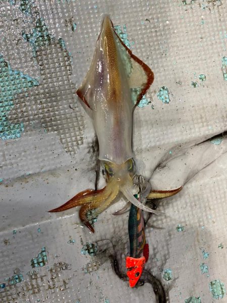 ナイトティップラン