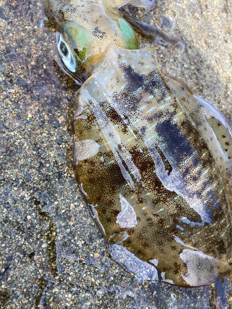 なんとかゲット