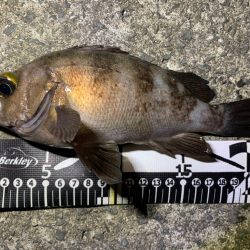 ロックフィッシュ祭り