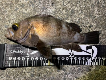 ロックフィッシュ祭り