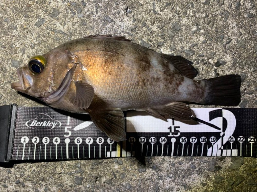 ロックフィッシュ祭り