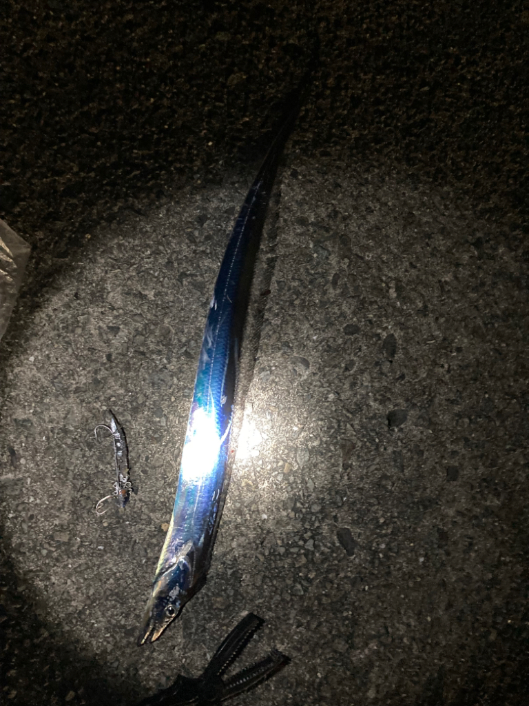 青物不発からのタチウオ