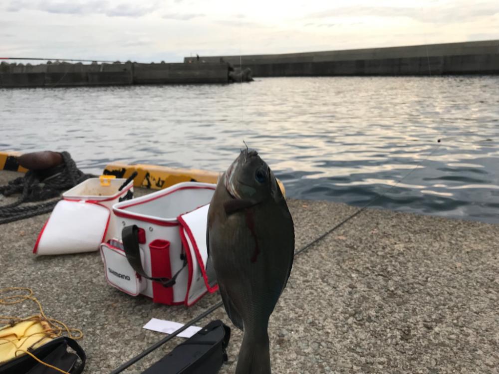 親不知港フカセ釣り