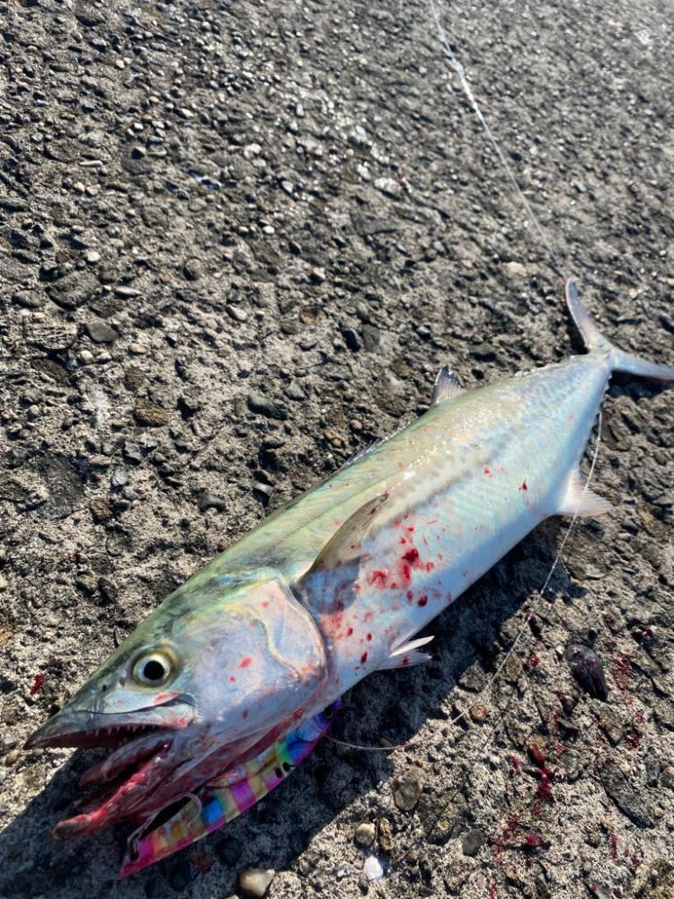 NEWロッド鱗付け