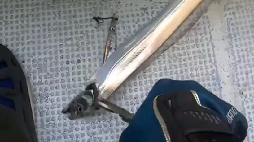 激シブタチウオ