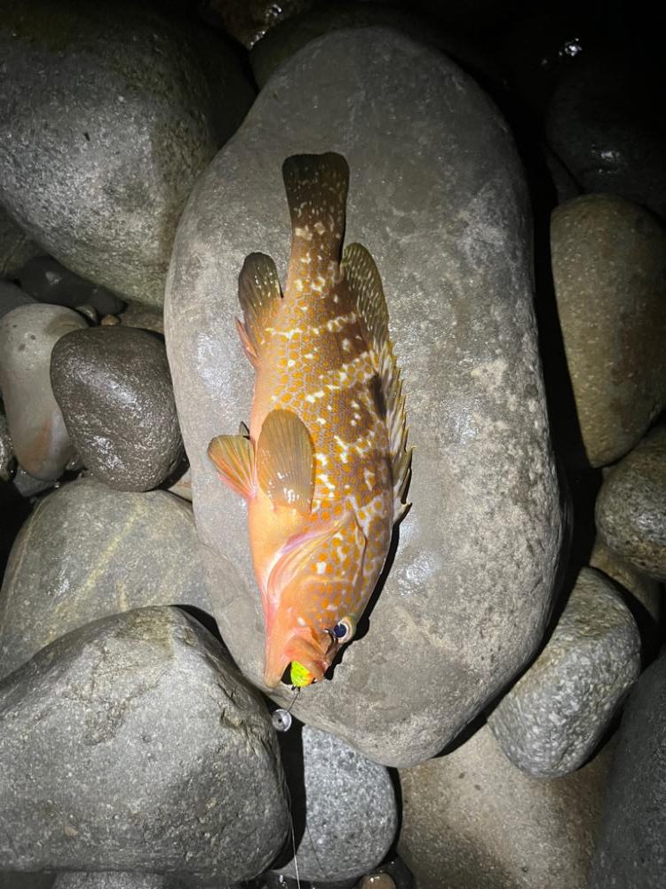 独眼竜海黒鱒あらわる