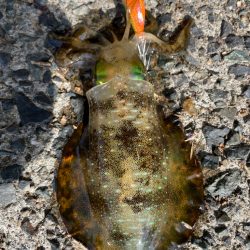 台風前エギング2