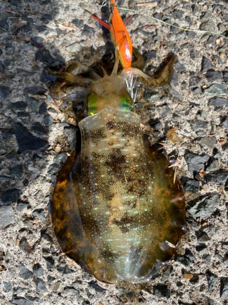 台風前エギング2
