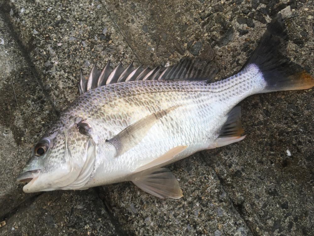 秋口、淀川河口にて