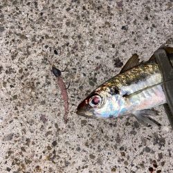 秋めいた夜釣り