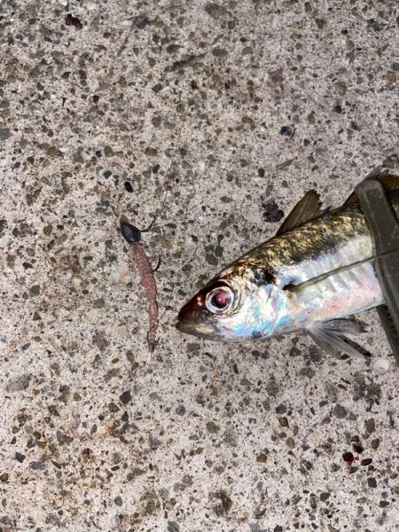 秋めいた夜釣り