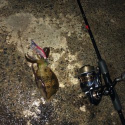 今期初エギング