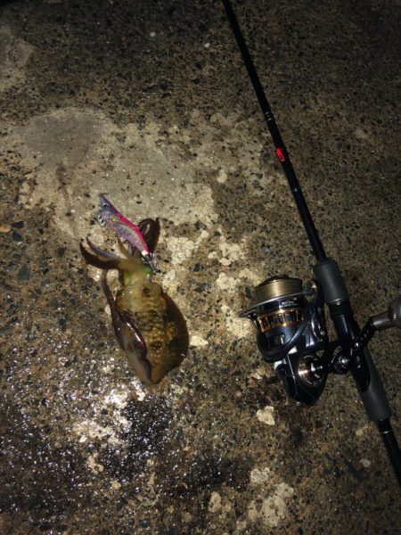 今期初エギング