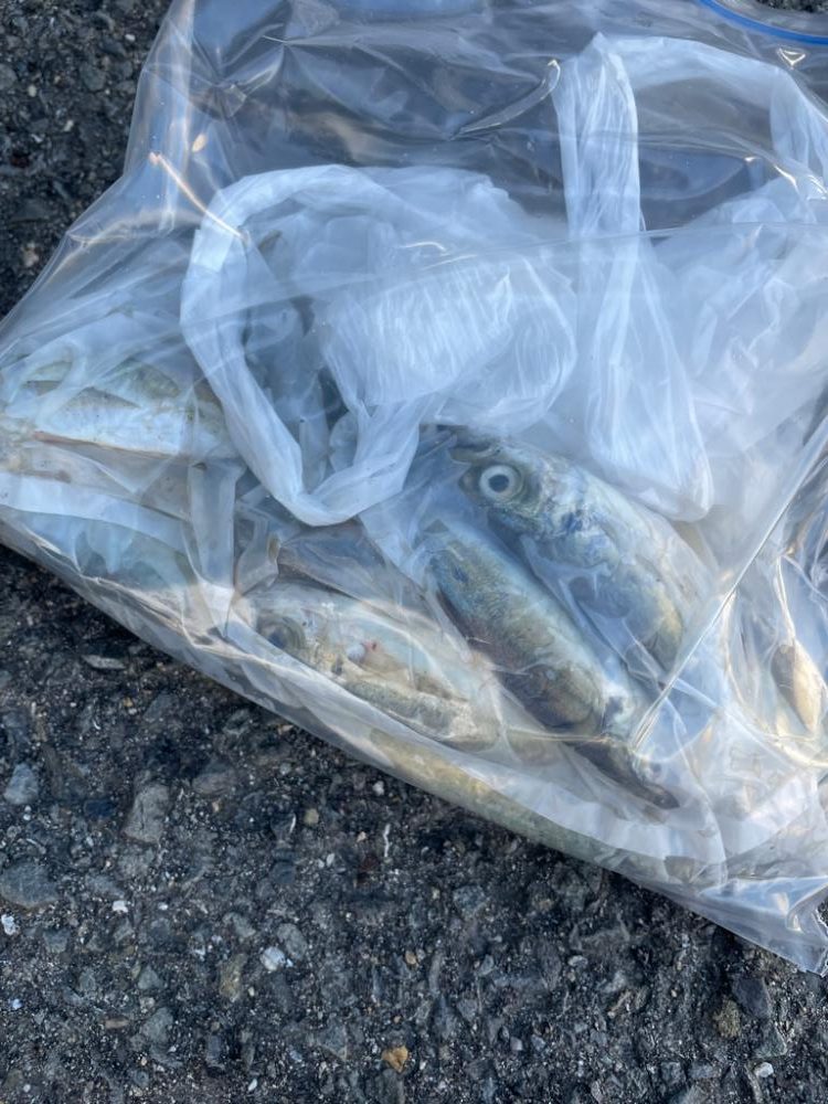 ファミリーフィッシング