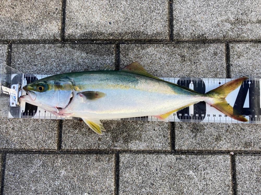 ツバス大なギリハマチ1本。。