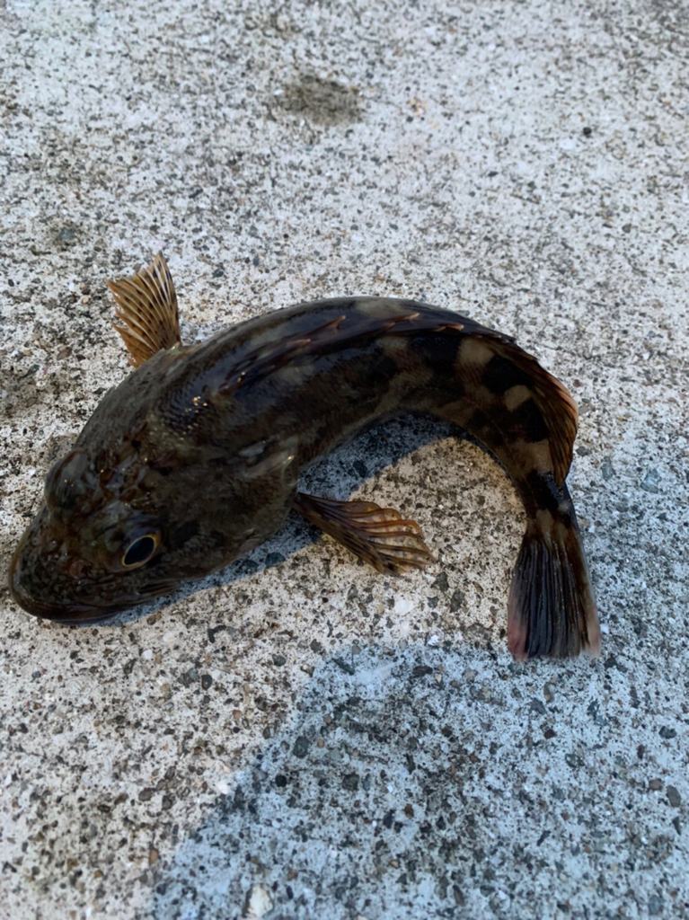 久しぶりの和歌山でイカ釣り!