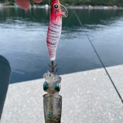 朝まずめ釣行!!