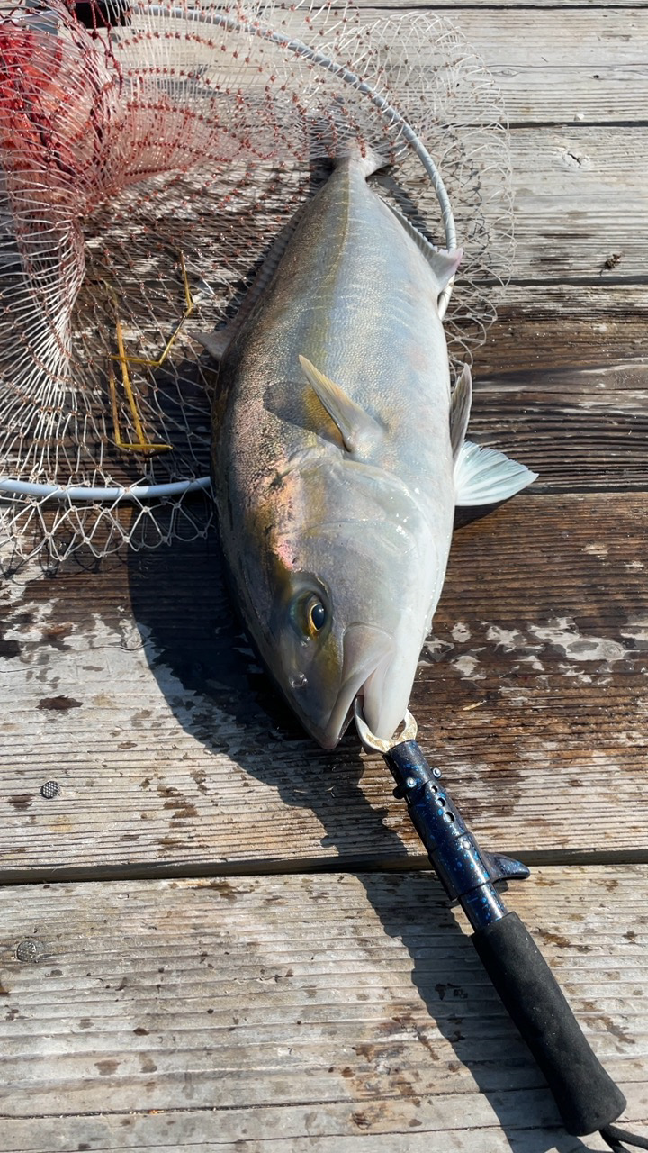 今年クエ2本目GET！